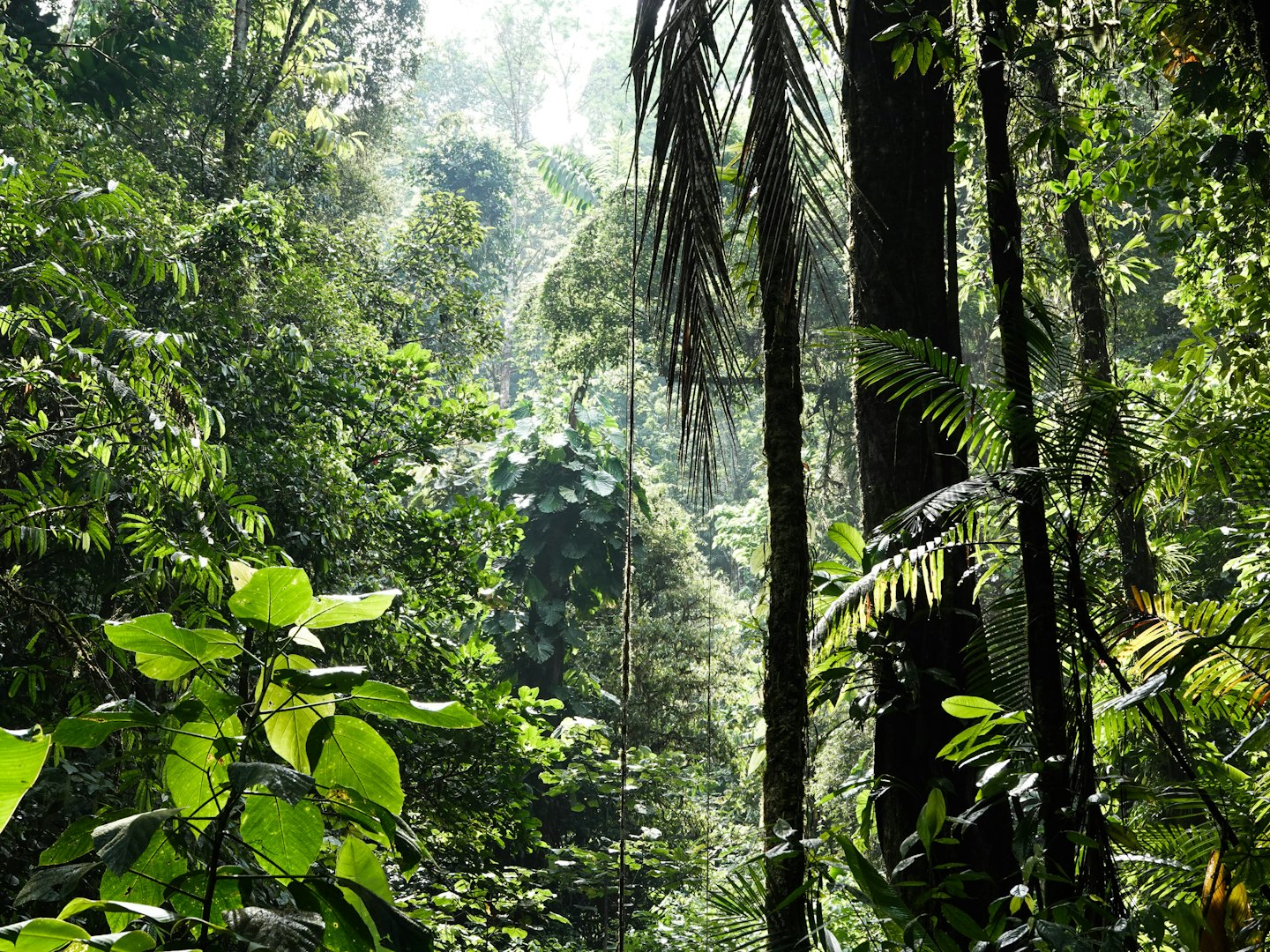 Sunlight filters through lush green rainforest canopy.