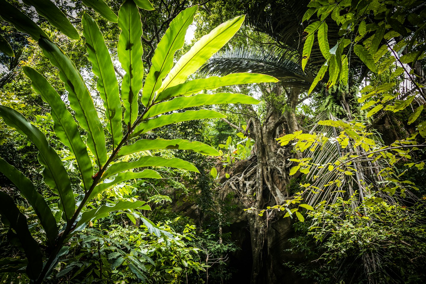 Lush green jungle foliage with sprawling tree roots.