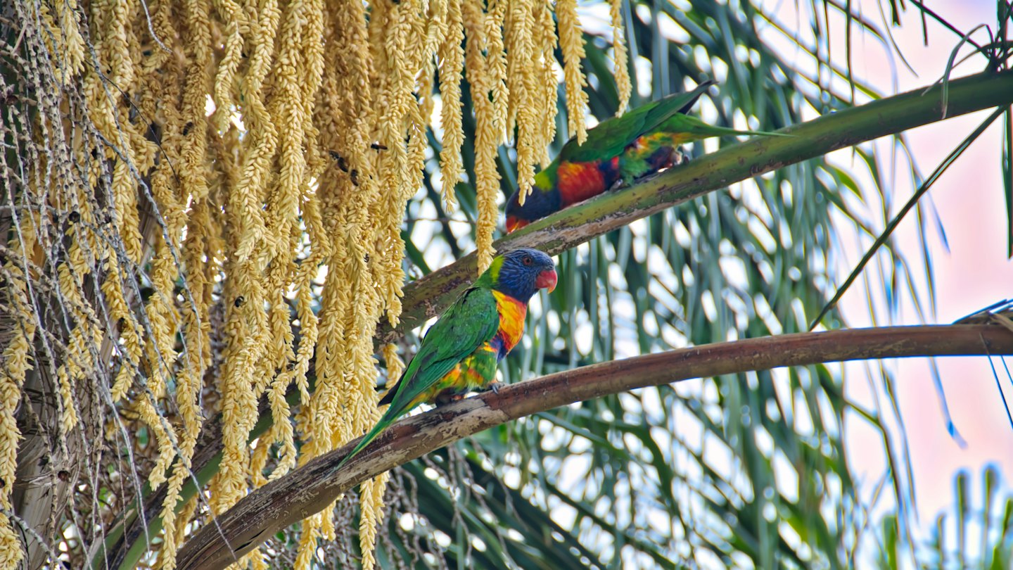 Two colorful lorikeets perched on a palm tree branch.