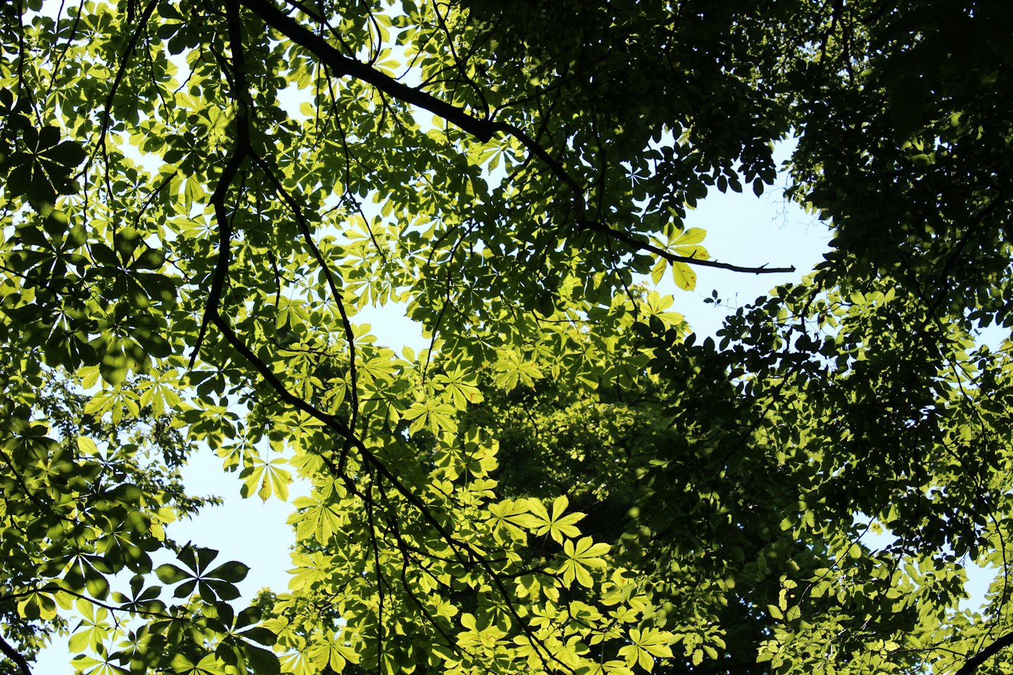 Sunlight shines through the thick green leaves of a tree.